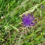 Muscari matritense Flower