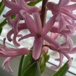 Hyacinthus orientalis Цветок
