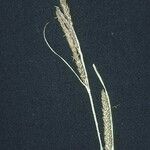 Carex aquatilis Frutto