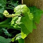 Hedera canariensis 葉