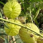 Gomphocarpus physocarpus Fruit