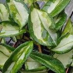 Hoya carnosa Leaf