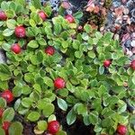 Cotoneaster microphyllus 叶