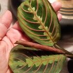 Maranta leuconeuraBlad