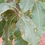 Terminalia argentea Φύλλο