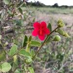 Hibiscus aponeurus Blomst