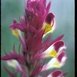 Melampyrum arvense 花