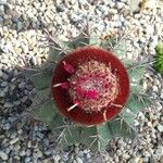 Melocactus matanzanus Blüte