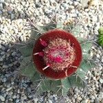 Melocactus matanzanus Květ