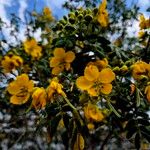 Senna multiglandulosa Цветок