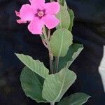 Mandevilla illustris 花