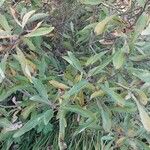 Salix cinerea List