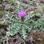 Cirsium acaulon 花