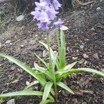 Hyacinthoides hispanica Květ