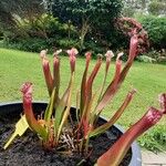 Sarracenia leucophylla 花