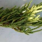 Arthrocnemum macrostachyum Libunga