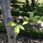 Magnolia salicifolia Blatt