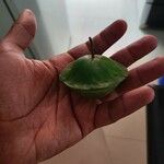 Campomanesia phaea Fruit
