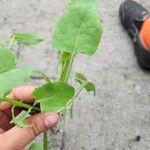 Sonchus oleraceus (L.) L.Leaf