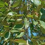 Populus simonii Foglia