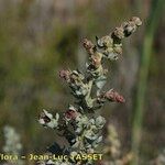 Atriplex glauca अन्य