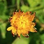 Crepis aurea Кветка