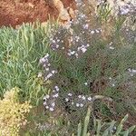 Limonium cordatum Habitus