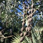 Sophora tomentosa Fruit