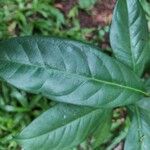 Syzygium polyanthum Leaf