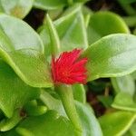 Aptenia cordifolia Flor