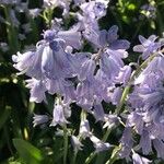 Hyacinthoides hispanicaFlower