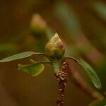 Rhododendron oreodoxa Other