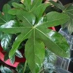 Fatsia japonica Folha