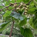 Paulownia tomentosa Fruit