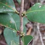 Cassipourea microphylla Fruit