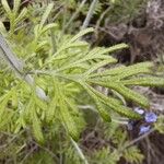 Lavandula multifida Leaf