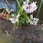 Vanda tricolor 花
