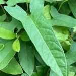 Calystegia hederacea Leaf