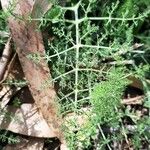 Meum athamanticum Hoja