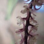 Rhipidoglossum rutilum Flower