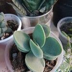 Crassula cotyledonis Hostoa