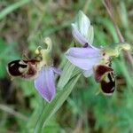 Ophrys apifera Kvet