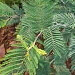 Acacia dealbata Blad