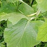 Phlomis russeliana Leaf