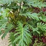 Philodendron xanadu পাতা