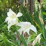 Gladiolus tristis Flower