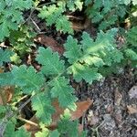 Phacelia ramosissima List