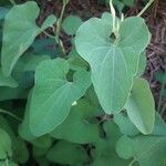 Aristolochia clematitis葉