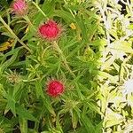 Symphyotrichum novae-angliae Leaf