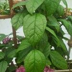 Clerodendrum thomsoniae Leaf